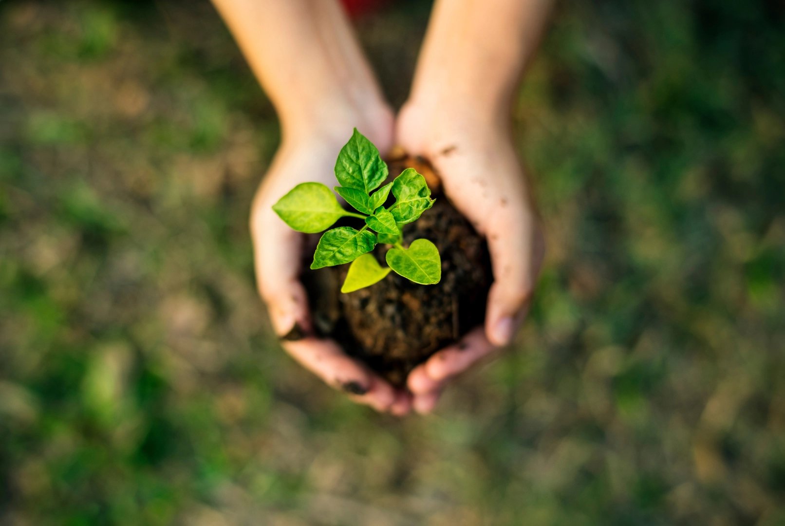 Quelqu'un tenant une pousse de plante dans une motte de terre vue du dessus 